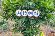 山竹的原产地及特点（探寻山竹的神秘故乡）