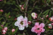 松红梅不开花的原因及处理方法（掌握正确的管理技巧，让松红梅开满花海）