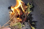 九死还魂草——一味神奇的草药（发现九死还魂草的功效与作用）