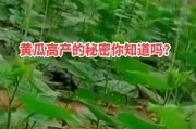 黄瓜种植时间和方法大全（一步步教你如何合理安排黄瓜种植时间，让收成满满）