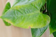 红掌新叶子蔫了，如何处理？（宝贝植物的救星！）