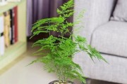 浇淘米水对富贵竹的影响（如何利用淘米水养护富贵竹）