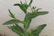 解读板蓝根（草本植物的良药）