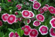 五彩石竹的种植与养护（打造缤纷色彩的独特花园）