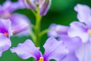 传递爱的花语——爱花语（探索代表爱的花卉，让鲜花成为爱情的见证）