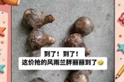 如何正确保存风雨兰种球（保存技巧及注意事项）
