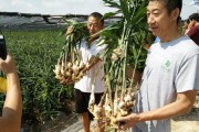 大姜肥料的选择与使用（提高产量与品质的关键）