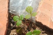 如何种植发芽种子（从选购到收获，全面指导发芽种子的种植过程）