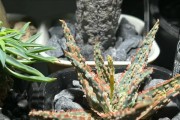 芦荟的花期（探秘芦荟花的开放时节及生长环境）