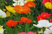 虞美人种植指南（在院子里种植虞美人，让花园更美）