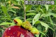从山竹果吃到种，轻松掌握山竹种植技巧（山竹种子怎么种植？了解种植流程，享受新鲜山竹果实。）