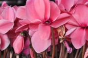 仙客来花的养殖方法与注意事项（打造美丽花园的秘诀）