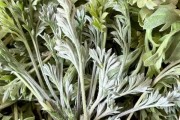 探寻白蒿之乡——记农村中的一种植物（农村人眼中的白蒿，小草大用途）