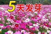 如何选择格桑花最佳播种时间（掌握关键因素，让格桑花生长更加充盈）
