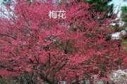 绚烂多彩的腊梅花（探寻腊梅花的丰富多彩色彩世界）
