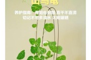 如何浇水山乌龟？（科学浇水，让山乌龟健康成长。）