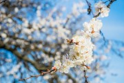 探究桃花的生长环境与条件（从土壤、气候到种植技巧，让你轻松栽培桃花）