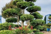 黄杨秋季移栽的注意事项（移栽技巧、适宜时间、注意细节）