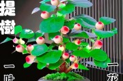 菩提树的生长环境要求（了解菩提树的适宜环境，让它茁壮成长）