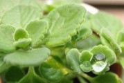 碰碰香的水培方法（简单易行的水培技巧，让您的碰碰香茁壮成长）