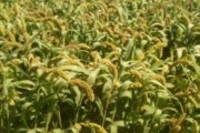 谷子种植的最佳土壤类型（如何选择适合谷子种植的土壤？）