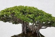 家里也能种榕树！（一步一步教你养护榕树，让它在家中生长茂盛。）