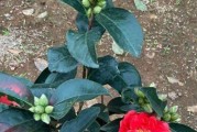 探秘茶花的生长习性（茶花是灌木还是乔木？——解析茶花的植物特征）