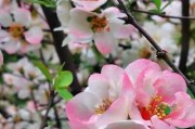 海棠花的色彩与魅力（探秘海棠花的七种色彩与花语）