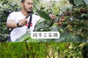 玛咖的生长环境与主要产地（探究玛咖的栽培地区以及其生态环境）