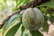 青枣病虫害防治技术与方法（保障青枣品质，提高产量）