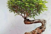 黄荆落叶的原因与解读（冬天来临，为何黄荆树叶落下？）
