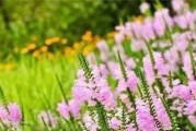 北方露地花卉的栽培与养护（掌握关键步骤，打造美丽花园）