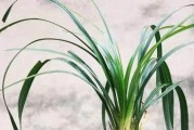 下山兰的种植方法和注意事项（全面了解下山兰，成功种植的关键）