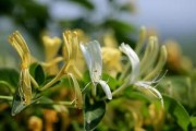金银花种植深盆浅盆哪种更好？（植物生长的必要条件及深浅盆的优缺点）