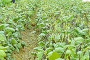 绿豆种植全攻略（从时间、方法到收获，都在这里了）