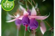 如何催芽倒挂金钟种子（掌握催芽技巧，助力种植成功）