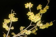 红梅和腊梅是同一种花吗？——揭开两种梅花的真相