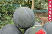 西瓜种子可以种吗？解密种植技巧（从选择到收获，轻松种出美味西瓜）