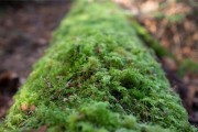 探秘常见苔藓植物的生命之谜（从生长环境到生长形态，一一了解）