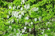 探秘鸽子树——神奇的中药植物（从分类到药用，一窥鸽子树的奥秘）