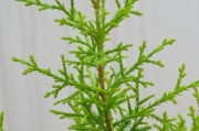 侧柏是种子植物吗？——探究侧柏的生命之谜