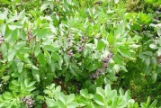 兰花豆播种时间最佳期（兰花豆生长与收获）