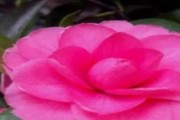 茶花的养殖技巧——喜欢太阳