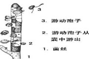海带繁殖的孢子法（掌握孢子法，让海带繁衍更容易）