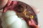如何快速、方便地剥山竹（轻松掌握山竹剥皮技巧，享受无忧美味）