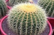金虎仙人球的养殖方法与注意事项（打造美丽家居的多肉植物）