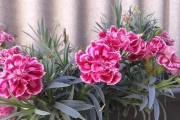 康乃馨种植全攻略（哪个季节最适合种植康乃馨？）