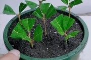 常青藤插枝的生存能力探析（从实验探究、环境适应性等方面阐述常青藤插枝的生存情况）