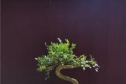 九里香老桩上盆与养护（盆栽技巧与注意事项）