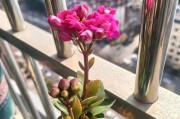 长寿花的浇水技巧（养护技巧，让你轻松打造花园）